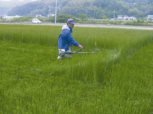 先刈り